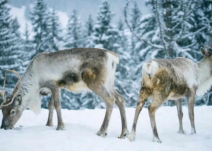 Apartmán L'attrape Coeur Megève
